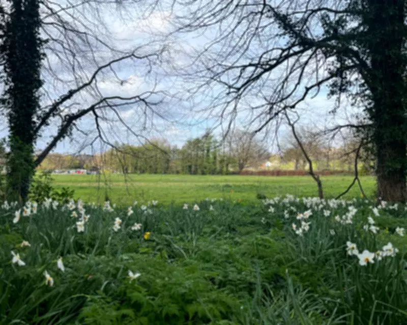 Belfast's Lower Botanic Gardens Meadow Faces Threat Despite Vital Role