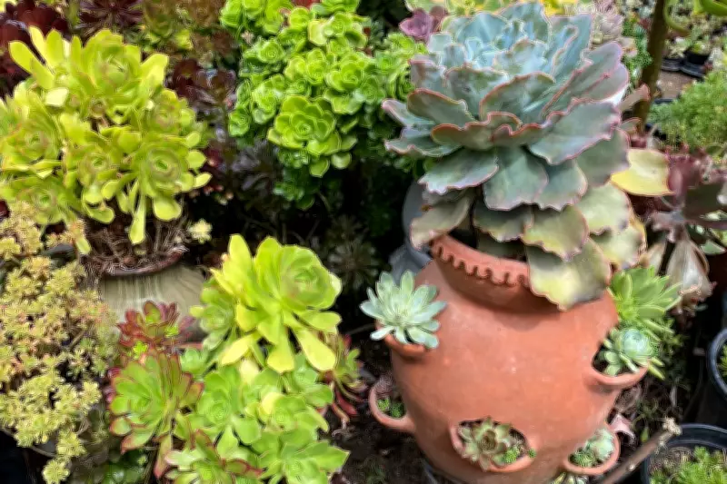 Beyond Berries: The Versatile World of Strawberry Pots for Creative Gardening