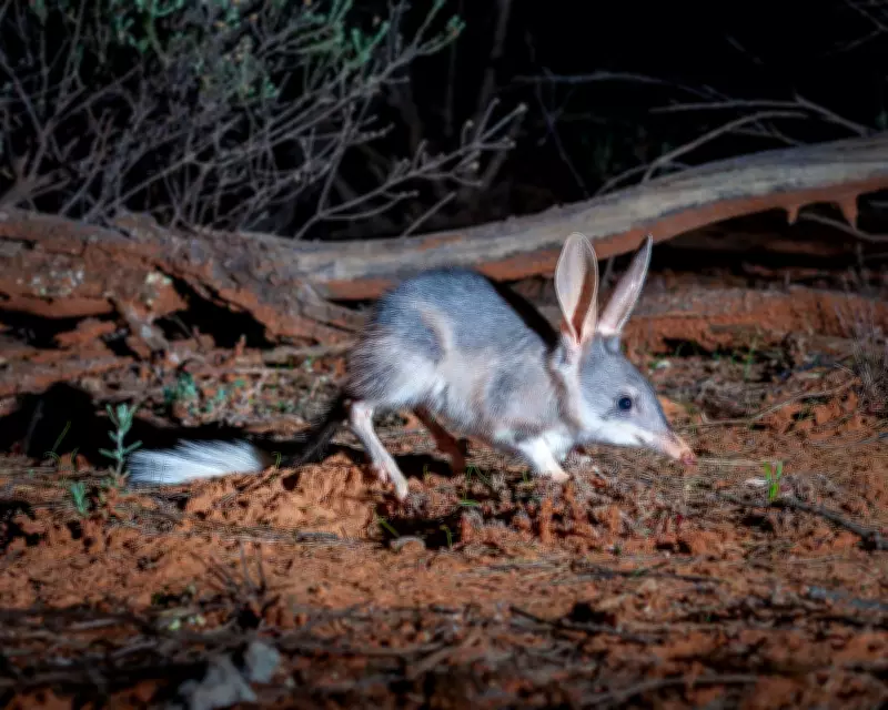 Bilby Breeding Boom: Population Soars to 1,840 in NSW Conservation Trial