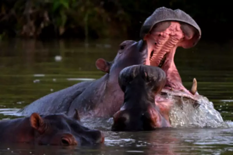 Billionaire's Son Offers to Save Pablo Escobar's 'Cocaine Hippos' from Culling