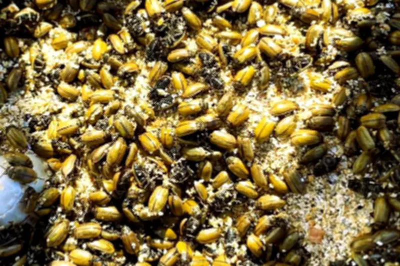 Billions of Dead Beetles Carpet Scottish Beaches After Population Explosion