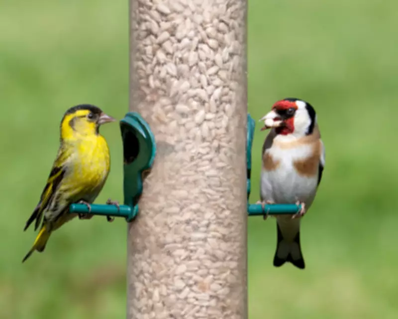 Bird Feeder Pecking Order: A Ritual of Joy and Ecological Concern