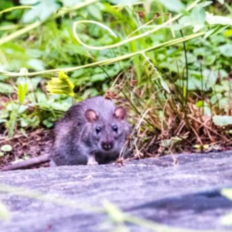Bird Feeding Warning: Avoid This Common Error That Attracts Rodents