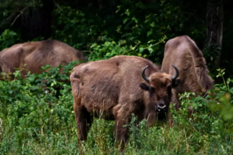 Bison Herd Transforms Kent Woodlands, Boosting Wildlife and Climate Resilience
