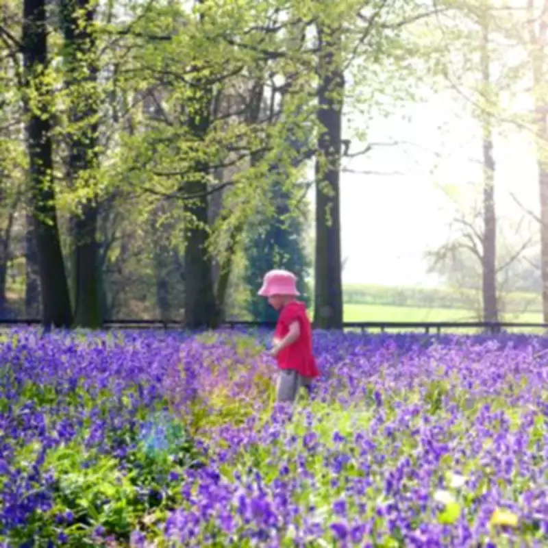 Bluebell Walkers Warned: Key Rules to Avoid £5,000 Fines in UK Forests