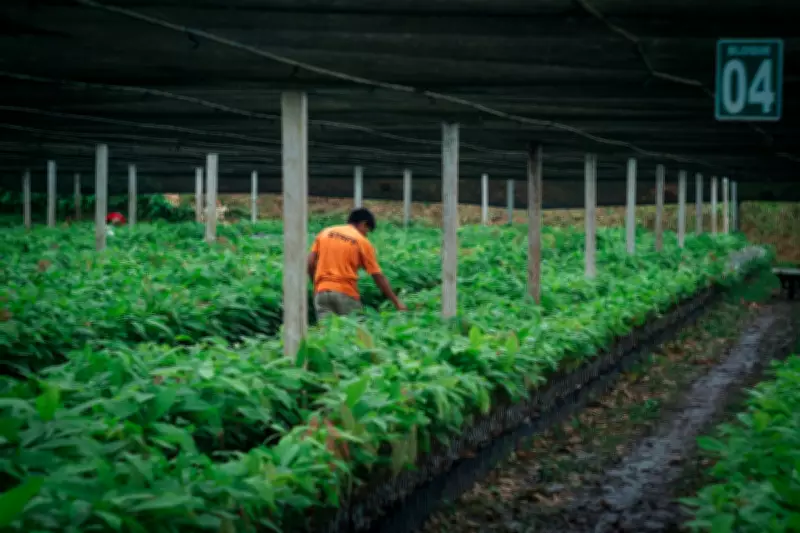 Bolivia's Cacao Farmers Triumph Over Gold Mining Through Local Bans