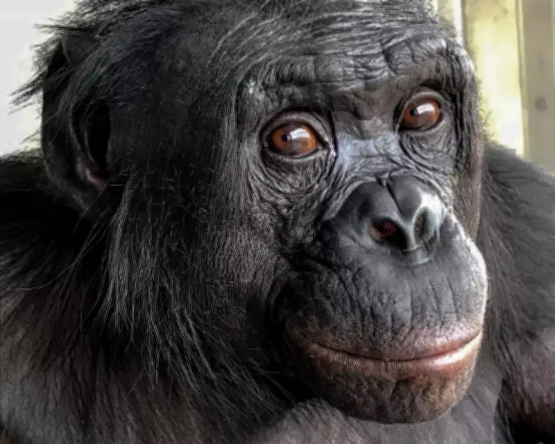 Bonobos and Chimps Show Human-like Imagination and Rationality