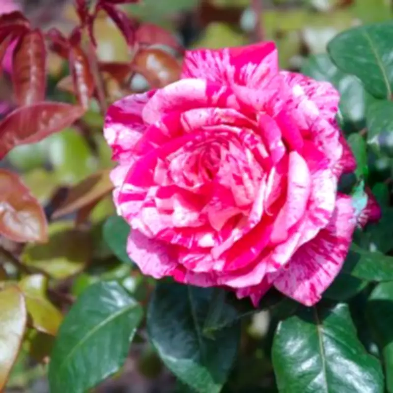 Boost Rose Health: The Essential April Task to Prevent Black Spot