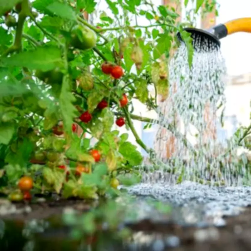 Boost Tomato Growth by Planting This Item in April