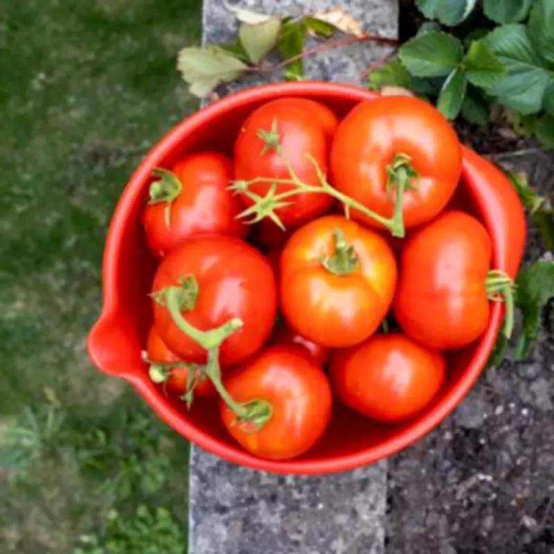 Boost Tomato Growth with Kitchen Scraps: Expert Tips for Stronger Plants