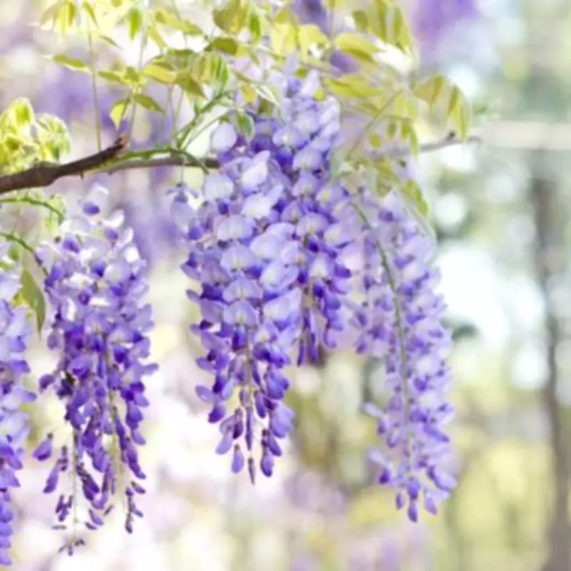 Boost Your Wisteria Blooms: 3 Essential Pre-Flowering Tasks Revealed