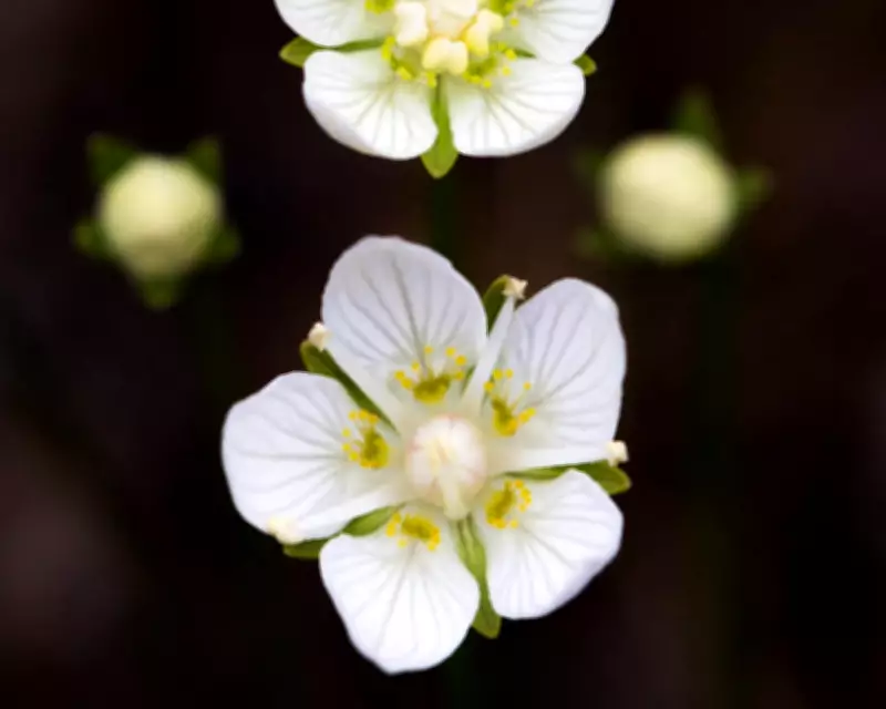 Botanist Laments Impending Loss of Bog Star, a Rare Wildflower