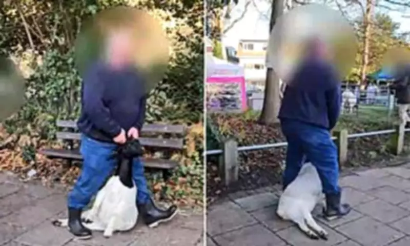Bournemouth Goats Faces Outrage Over Disturbing Animal Cruelty Video
