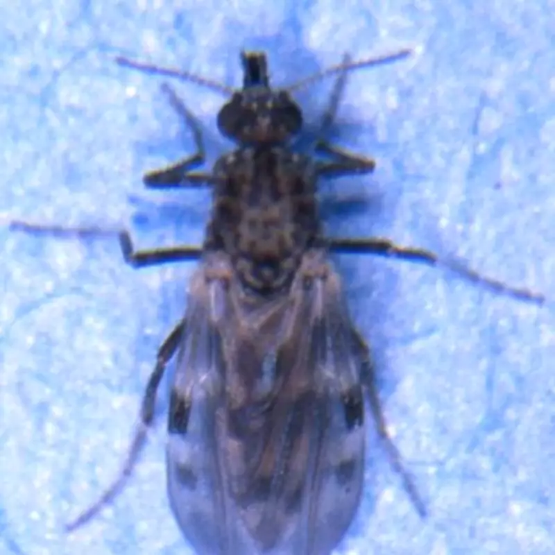 Brazilian City Under Siege by Mutant Midges, Residents Become 'Prisoners'