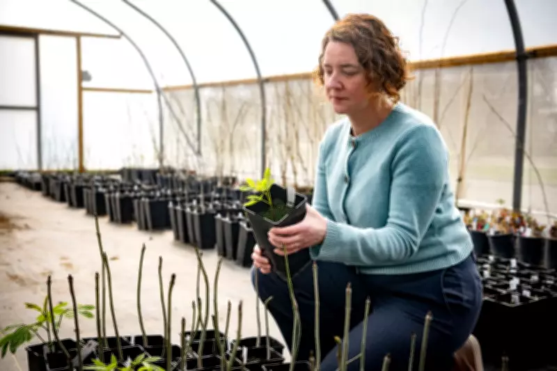 Breakthrough Breeding Method Could Save Disease-Stricken Ash Trees