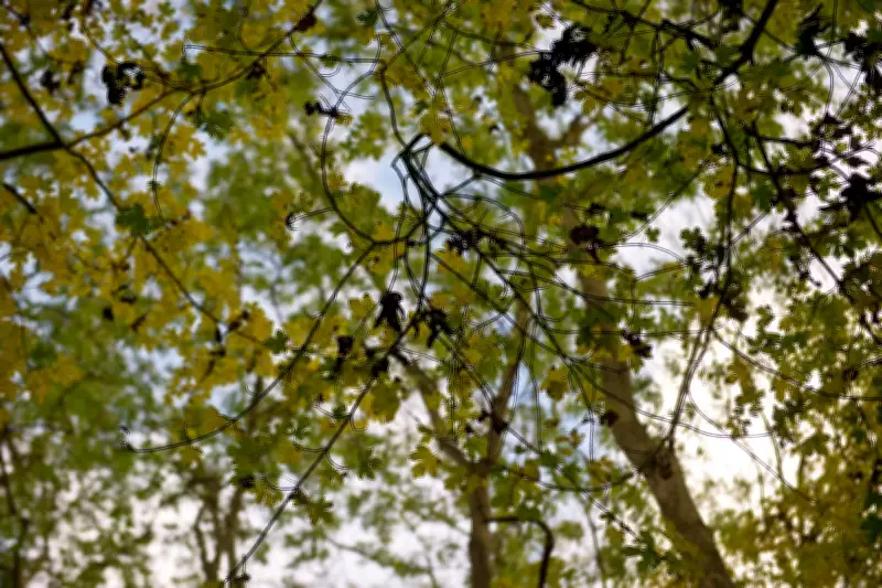 Breakthrough Could Save Ash Trees from Deadly Disease