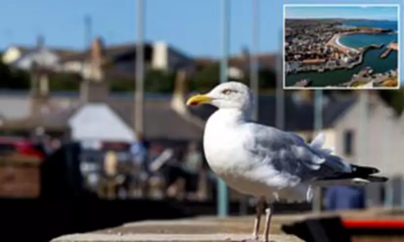 Britain's First 'Gull Ranger' Hired to Ease Human-Seagull Conflict