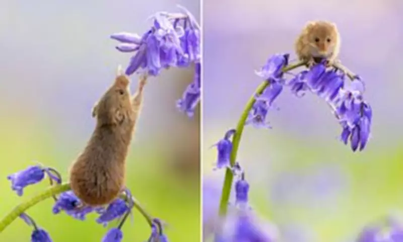 Britain's Tiniest Rodent Sniffs Early Bluebells Amid Climate Shift