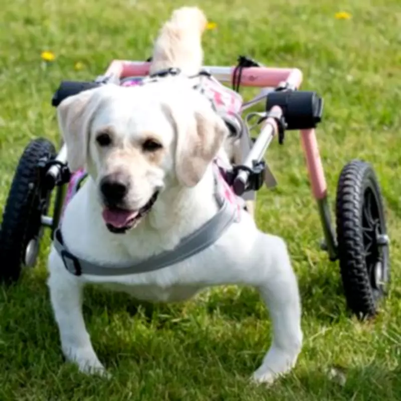 British Charity Rescues Disabled Dogs from China's Meat Trade
