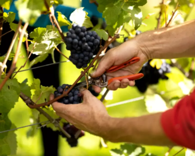 British Wine Industry Booms as Climate and Expertise Drive Growth