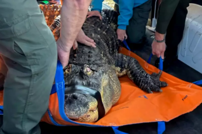 Buffalo Man Abandons Legal Fight to Reclaim Seized 12-Foot Alligator Albert