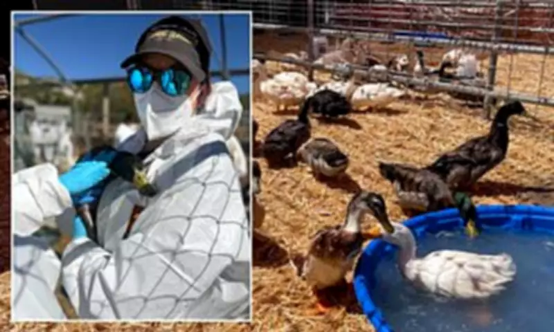 California duck rescue sparks outrage over unvetted adoptions to cockfighting fan