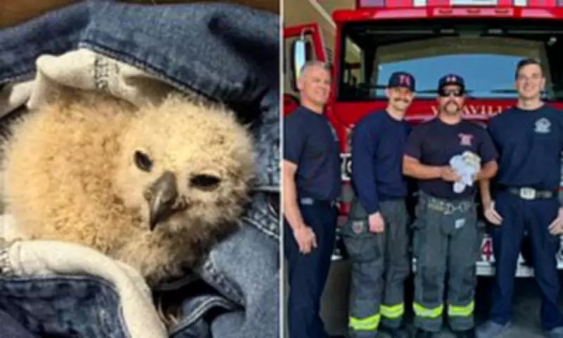 California Firefighters Rescue 'Small Fry' Great Horned Owl After Storm