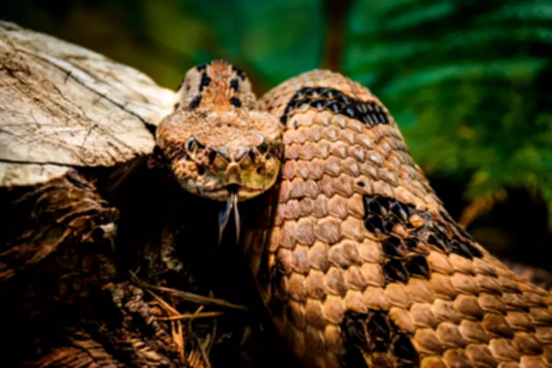 California Rattlesnake Deaths Surge to Three in 2026 Amid Unseasonable Warmth