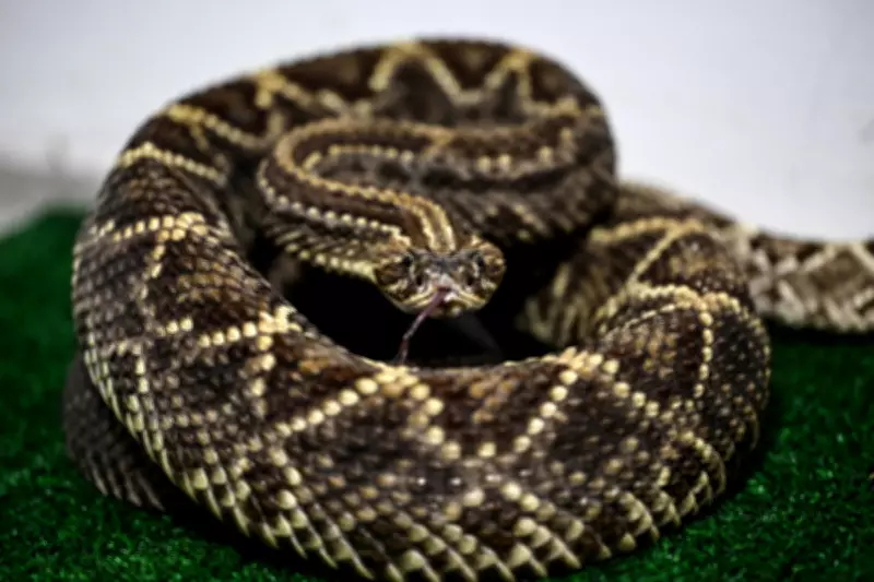 California's Snakebite Deaths Surge: Third Fatality in 2026 Sparks Alarm