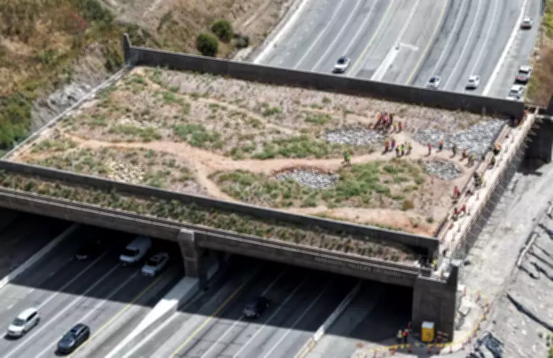 California's Wildlife Bridge Nears Completion Amid Right-Wing Criticism