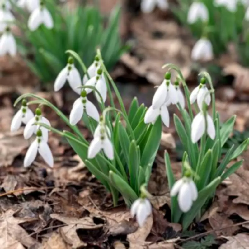 Carol Klein's Expert Trick for Growing Perfect Snowdrops Every Year