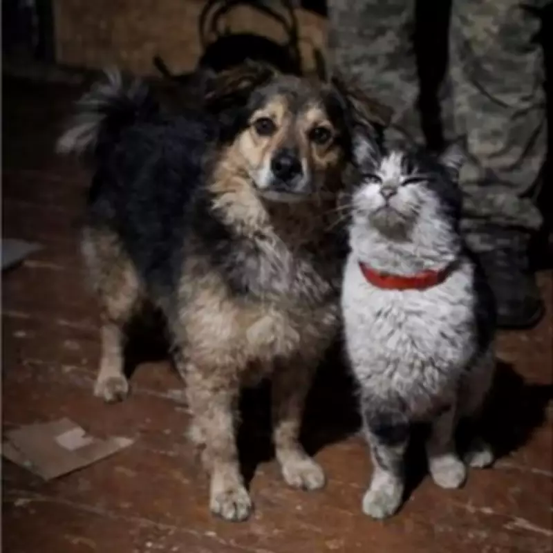 Cat and Dog Form Unlikely Friendship After Daring War Zone Rescue in Ukraine