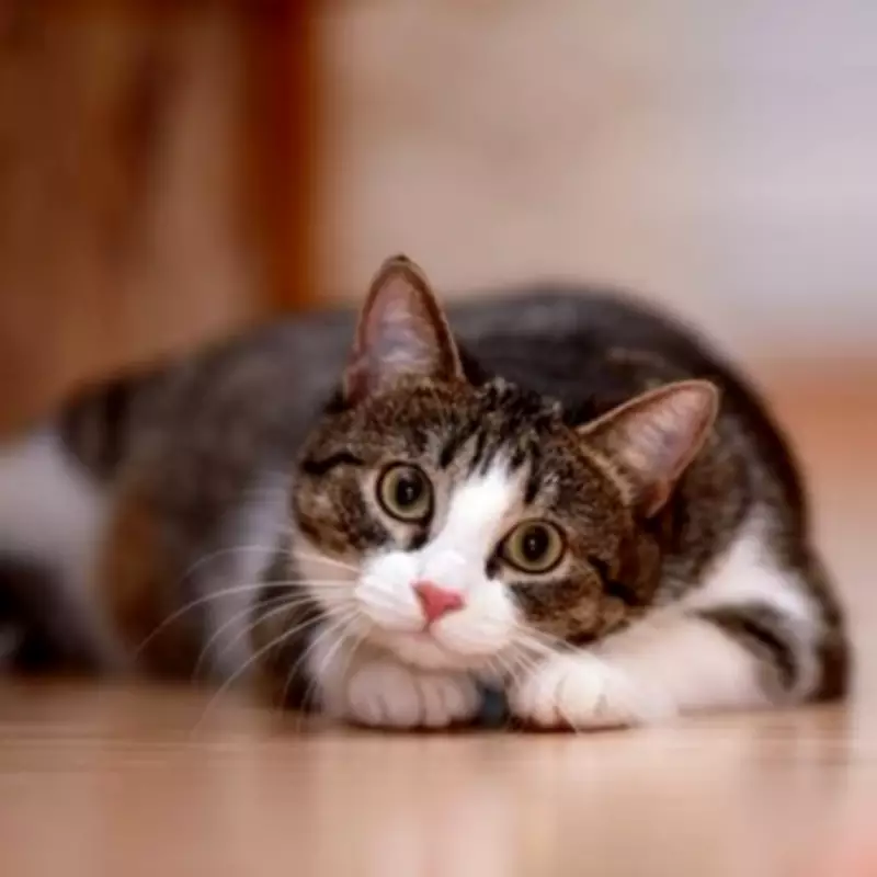 Cat Expert Explains Why Your Cat Meows in Empty Rooms