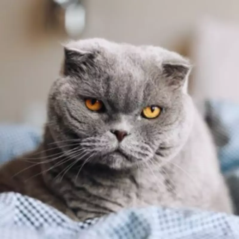 Cats Never Forget Their Owners: The Heartbreaking Truth About Feline Memory