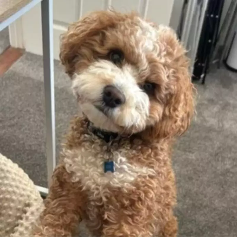 Cavapoo Killed Protecting Owner in Padstow Garden Dog Attack