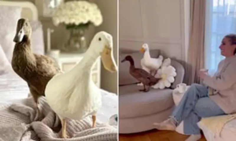 Celebrity Duck Obsession Sweeps Britain: From Stacey Solomon to Boris Johnson