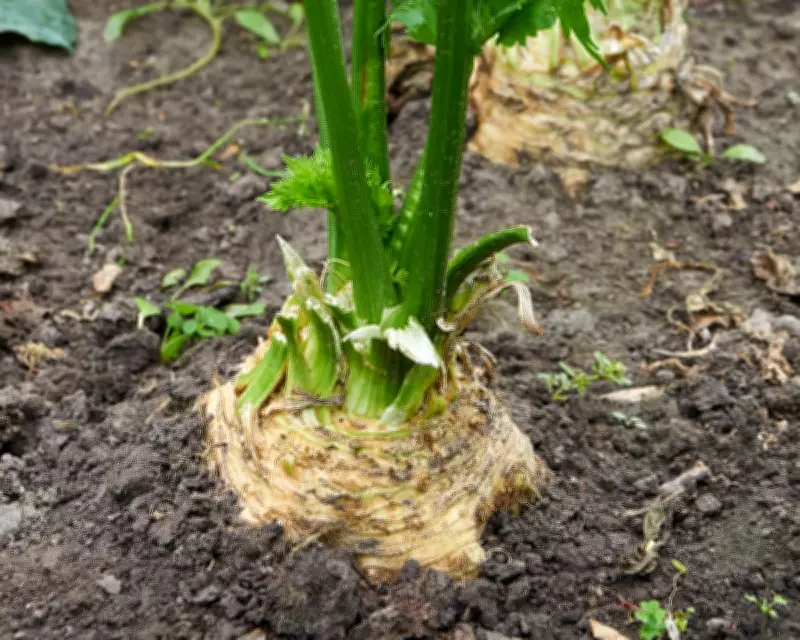 Celeriac: The Ugly Yet Abundant Vegetable You Can Sow Now