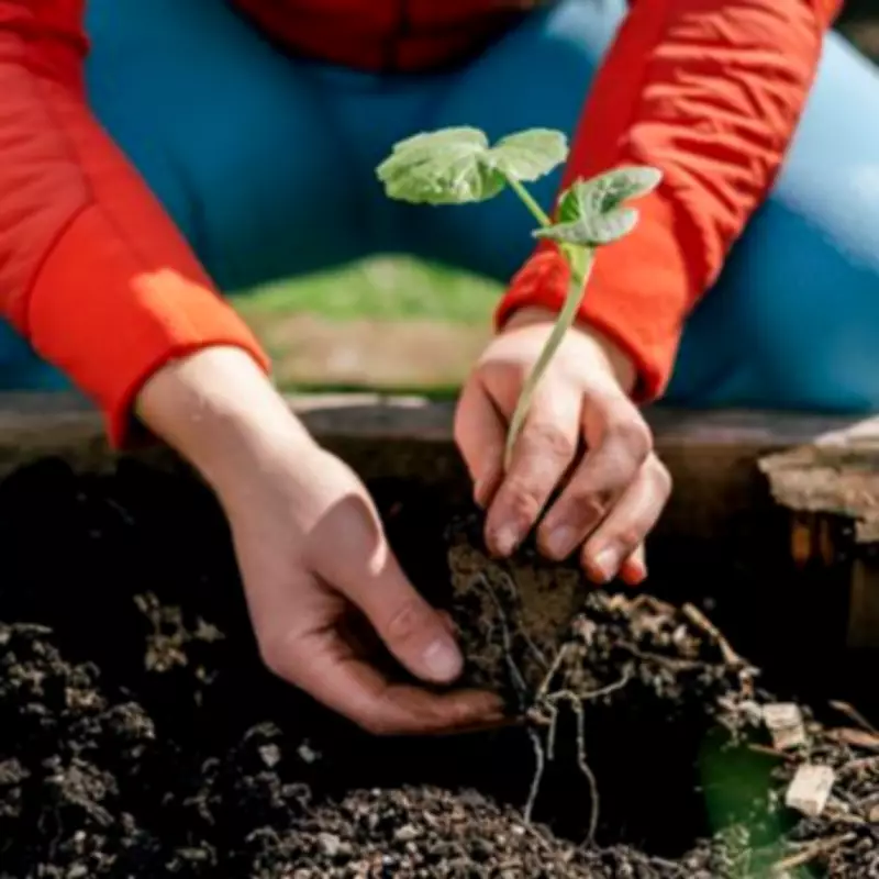 Cheap Plant Recommended by Expert for Natural Pest Control in Gardens