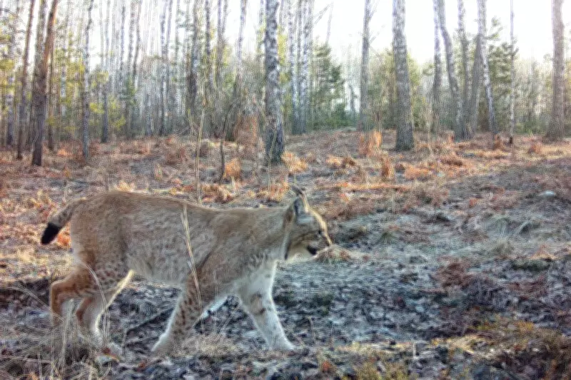 Chernobyl's Radioactive Exclusion Zone Becomes Unexpected Wildlife Haven
