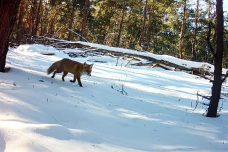 Chernobyl's Radioactive Zone Transforms into a Wildlife Sanctuary