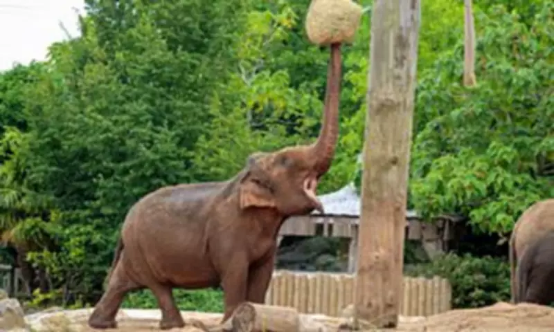 Chester Zoo Named UK's Best for Second Year by TripAdvisor Reviews
