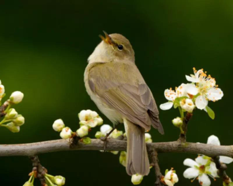 Chiffchaffs Arrive Early in Britain as Climate Crisis Alters Migration