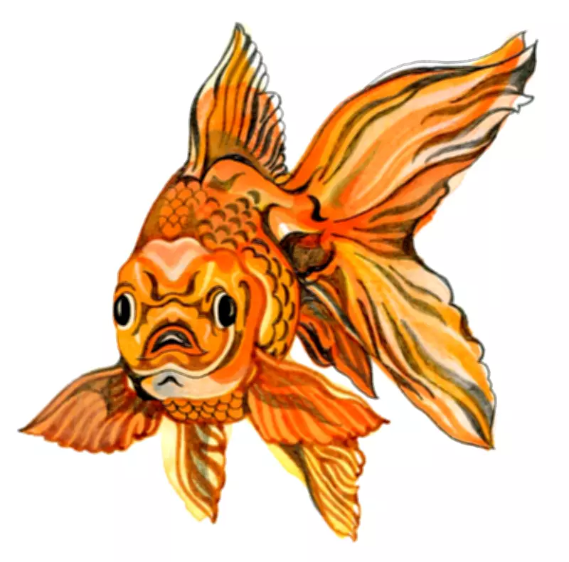 Children's Quiz: Can Fish Smell and the Meaning of 'Six-Seven'?