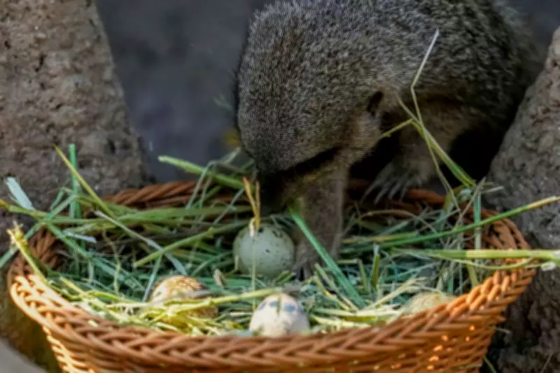 Chilean Zoo Hosts Annual Easter Egg Hunt for Animals, Not Children