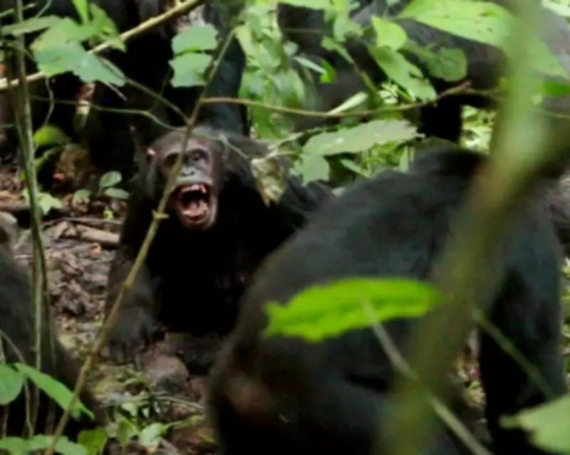 Chimpanzee Civil War: Ngogo Group's Fatal Split Documented in New Study