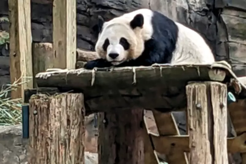 China to Send Giant Pandas Ping Ping and Fu Shuang to Atlanta