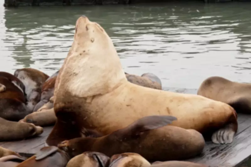 Chonkers the Giant Sea Lion Draws Crowds to San Francisco's Pier 39