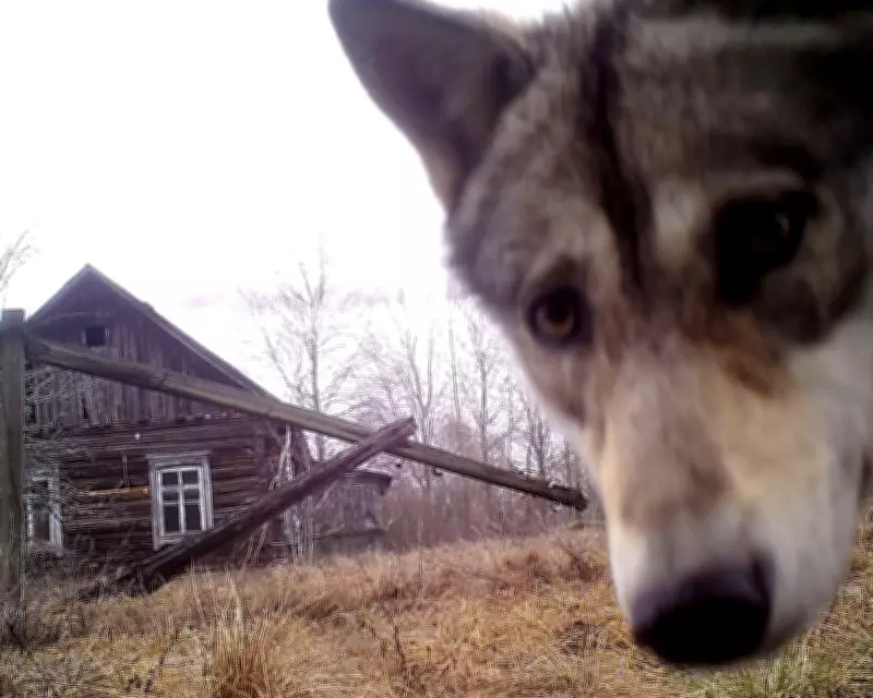 Chornobyl's Wildlife Thrives 40 Years After Nuclear Disaster Amid Pro-Nuclear Shift