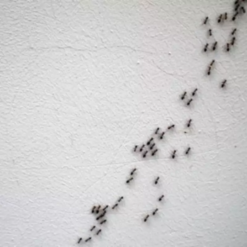 Cinnamon's Ant-Repelling Power: The Simple Spice Solution for Pest-Free Homes