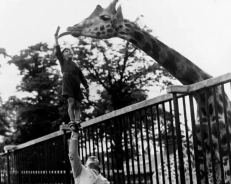 Circus strongman Paul Remos feeds giraffe at London zoo in 1950 photo